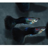 Poecilia reticulata mâle (Guppy mâle) demi-noir noir 3 cm