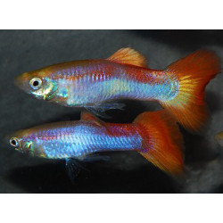Poecilia reticulata mâle (Guppy mâle) arc-en-ciel 3 cm