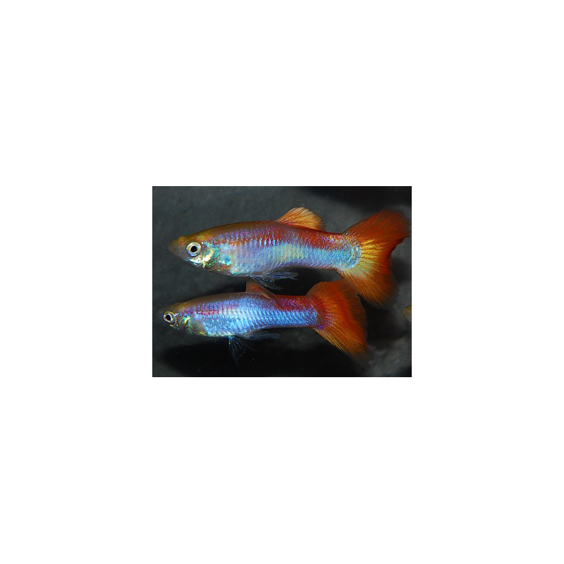 Poecilia reticulata mâle (Guppy mâle) arc-en-ciel 3 cm