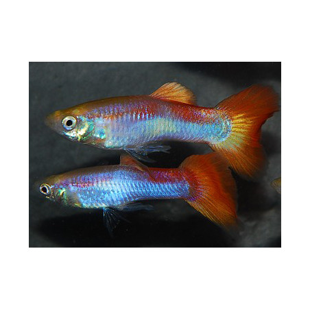 Poecilia reticulata mâle (Guppy mâle) arc-en-ciel 3 cm