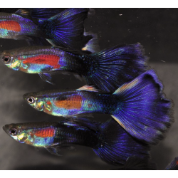 Poecilia reticulata mâle (Guppy mâle) pourpré 3,5 cm