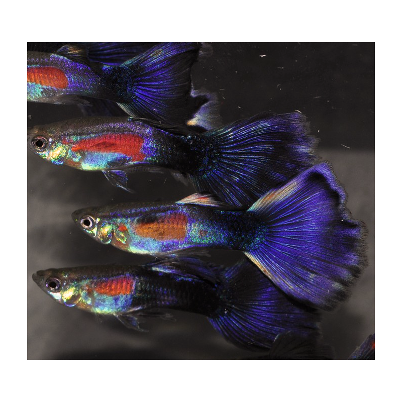 Poecilia reticulata mâle (Guppy mâle) pourpré 3,5 cm