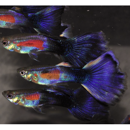 Poecilia reticulata mâle (Guppy mâle) pourpré 3,5 cm
