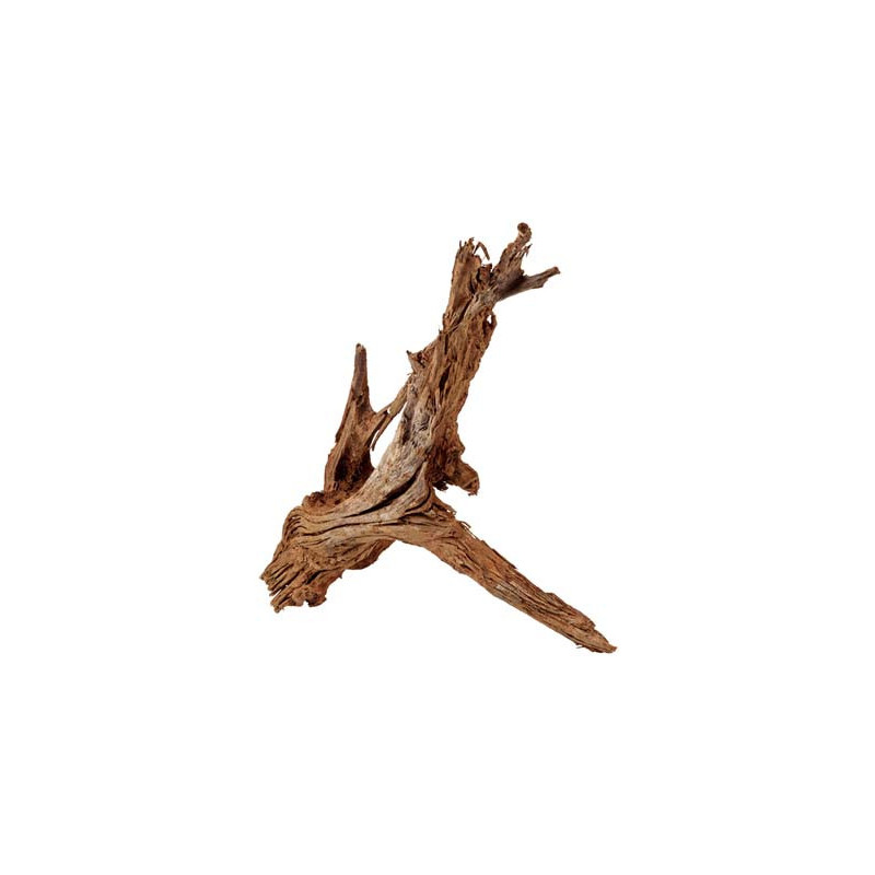 RACINE MANGROVE XL 50-70cm HOBBY