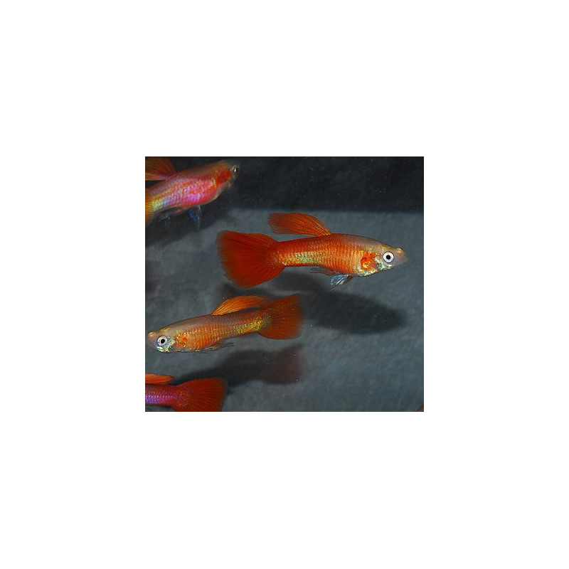 Poecilia reticulata mâle (Guppy mâle) Golden rouge 3,5 cm
