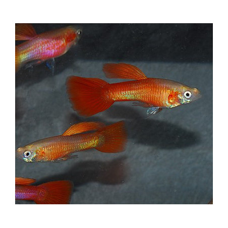 Poecilia reticulata mâle (Guppy mâle) Golden rouge 3,5 cm