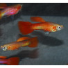 Poecilia reticulata mâle (Guppy mâle) Golden rouge 3 cm