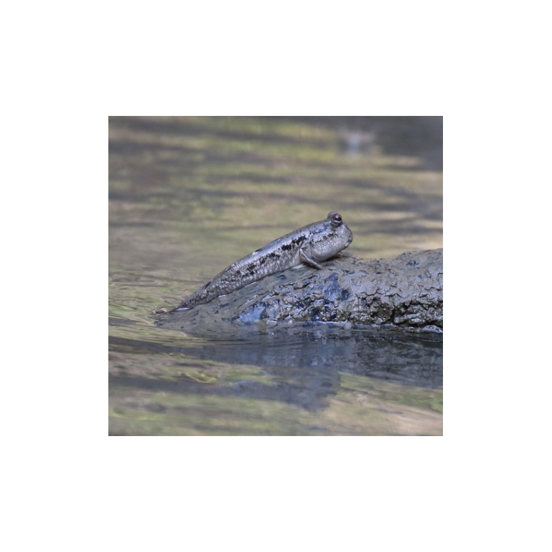 Periophtalmus sp. 5-5,5cm
