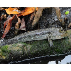 Periophtalmus sp. 5-5,5cm