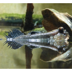 Periophtalmus sp. 5-5,5cm