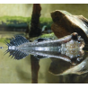 Periophtalmus sp. 5-5,5cm