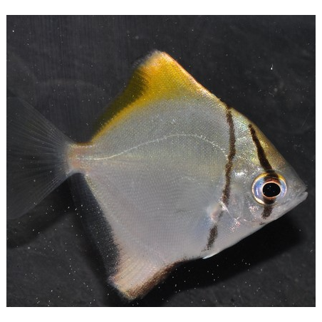 Monodactylus argenteus 4-4,5 cm