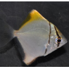 Monodactylus argenteus 4-4,5 cm