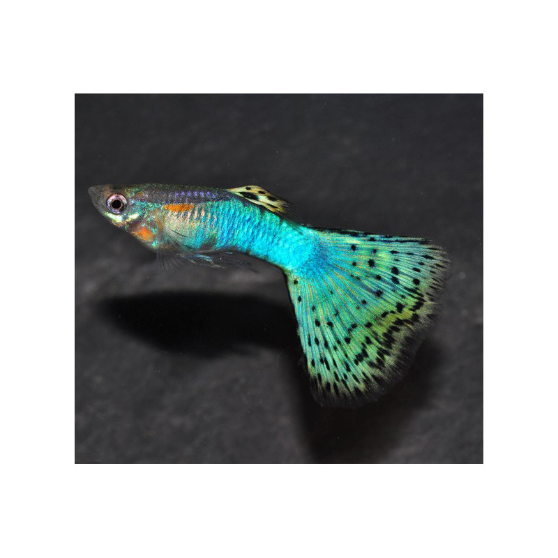 Poecilia reticulata mâle (Guppy mâle) HM Blue glass 3,5 cm