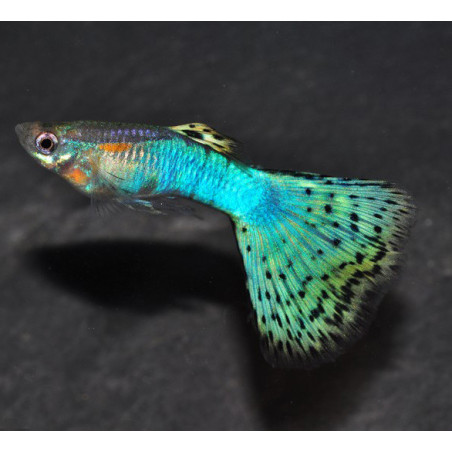 Poecilia reticulata mâle (Guppy mâle) HM Blue glass 3,5 cm