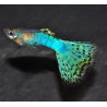 Poecilia reticulata mâle (Guppy mâle) HM Blue glass 3,5 cm