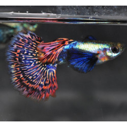 Poecilia reticulata femelle (Guppy) elephant ear rouge platinum 2 cm