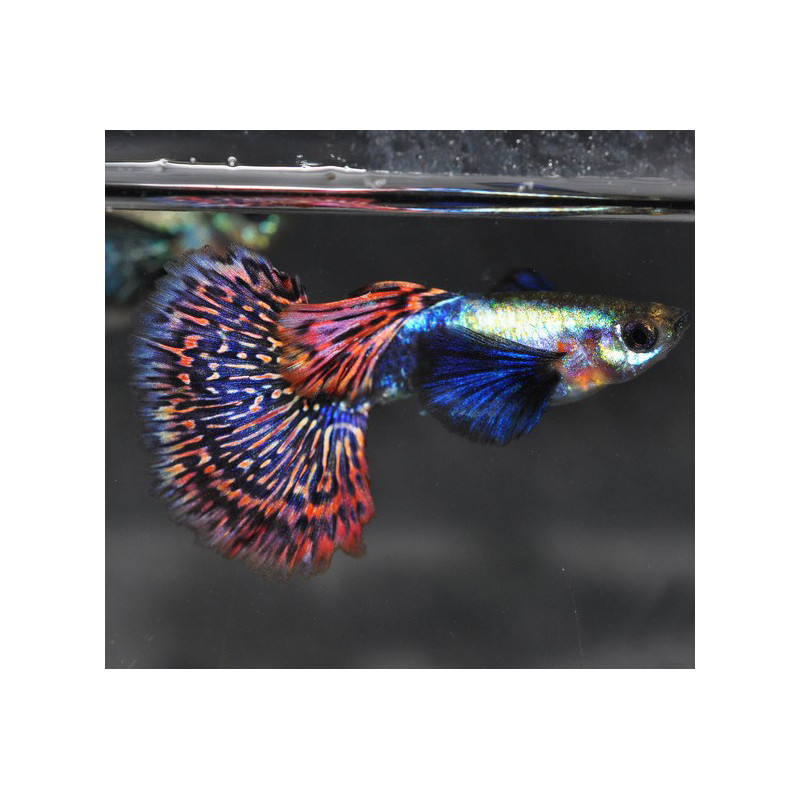 Poecilia reticulata femelle (Guppy) elephant ear rouge platinum 2 cm