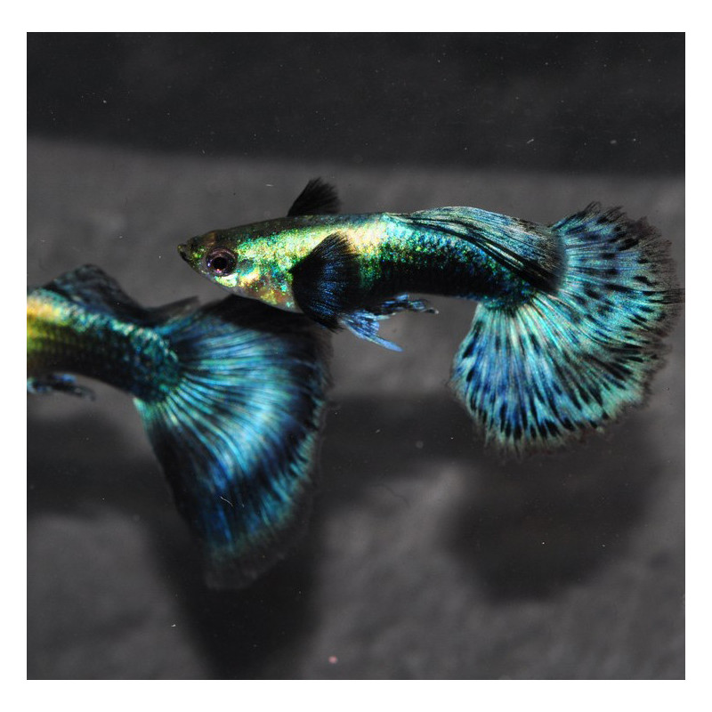 Poecilia reticulata mâle (Guppy mâle) elephant ear bleu 2,5 cm