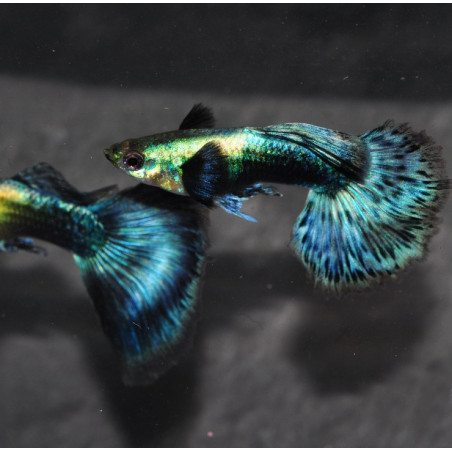 Poecilia reticulata mâle (Guppy mâle) elephant ear bleu 2,5 cm