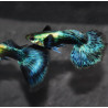 Poecilia reticulata mâle (Guppy mâle) elephant ear bleu 2,5 cm