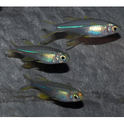 Telmatherina ladigesi (Athérine rayon de soleil) 4-4,5 cm
