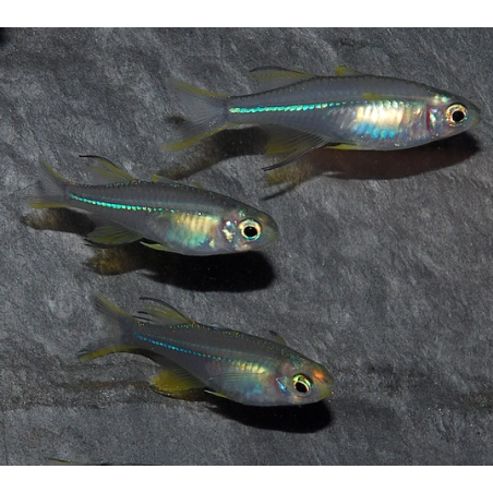 Telmatherina ladigesi (Athérine rayon de soleil) 4-4,5 cm