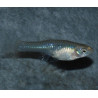 Poecilia wingei (endleri) femelle 4-4,5 cm