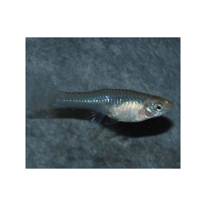 Poecilia wingei (endleri) femelle 3,5 cm Poecilia wingei (endleri) femelle 3,5 cm
