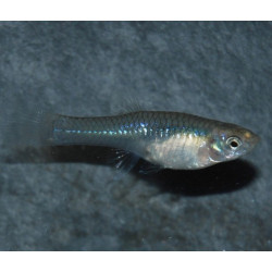 Poecilia wingei (endleri) femelle 2,5 cm