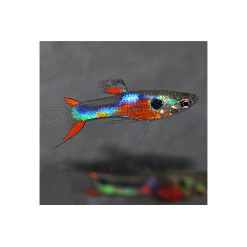 Poecilia wingei (Endler) mâle "Coup de Coeur" ! 2 cm Poecilia wingei (Endler) mâle "Coup de Coeur" ! 2 cm