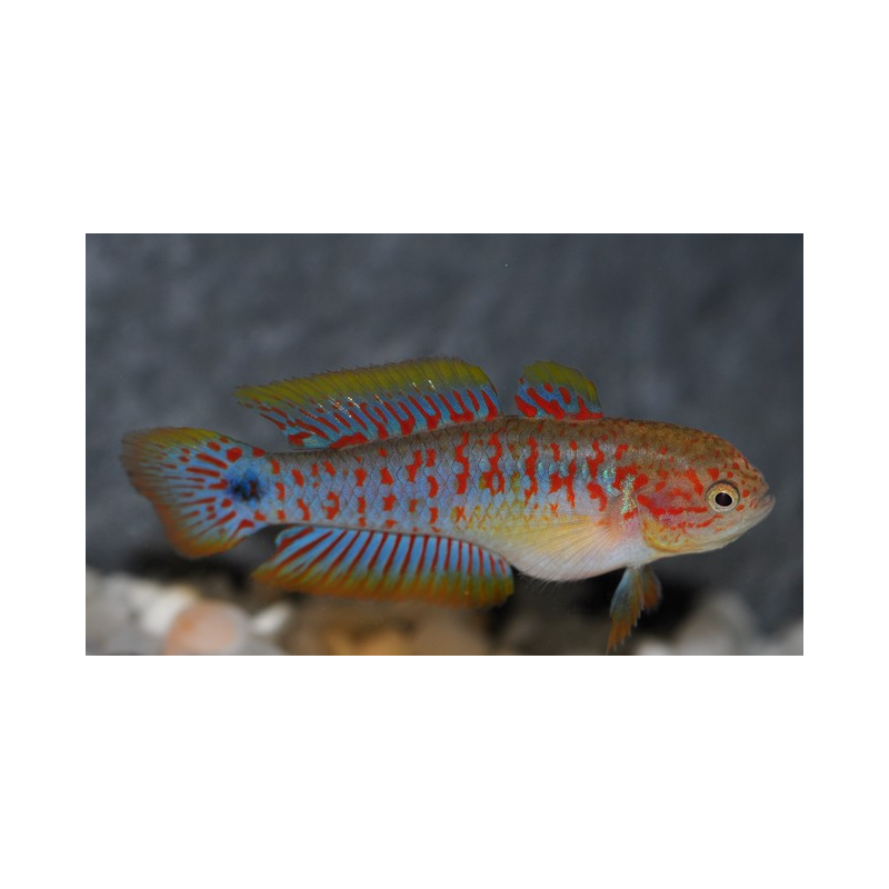 Tateurdina ocellicauda 4-4,5 cm