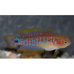 Tateurdina ocellicauda 3,5 cm