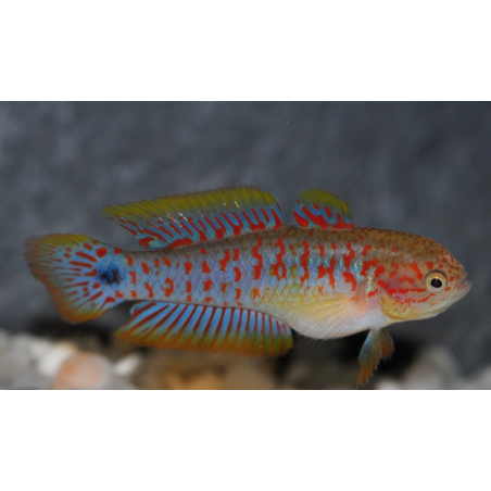 Tateurdina ocellicauda 3,5 cm