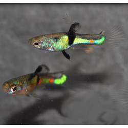 Poecilia wingei mâle (endleri) El Tigre 1,5 cm