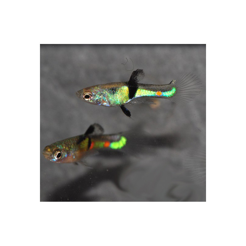 Poecilia wingei mâle (endleri) El Tigre 1,5 cm