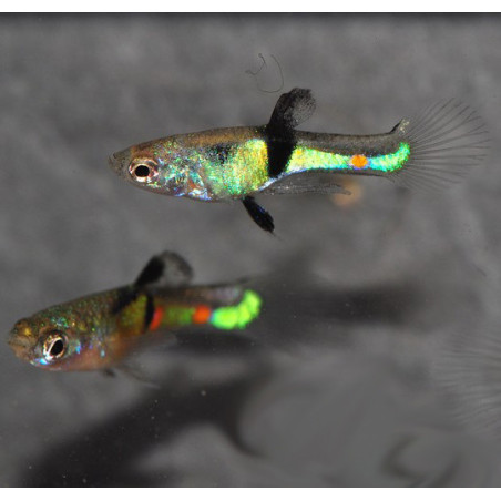 Poecilia wingei mâle (endleri) El Tigre 1,5 cm