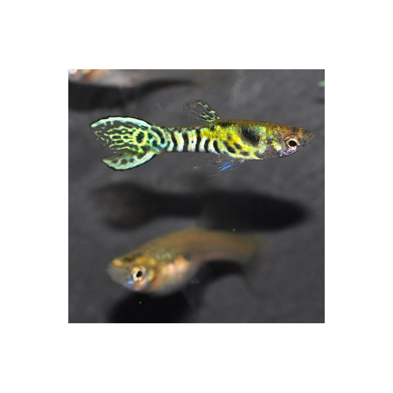 Poecilia wingei mâle (endleri) Tiger 2 cm Poecilia wingei mâle (endleri) Tiger 2 cm