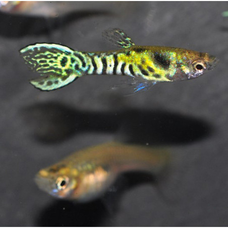 Poecilia wingei mâle (endleri) Tiger 2 cm