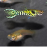 Poecilia wingei mâle (endleri) Tiger 2 cm