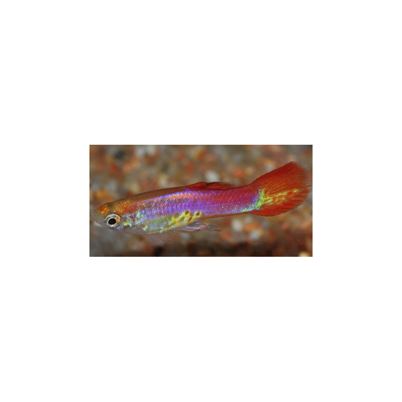 Poecilia wingei mâle (endleri) Magenta 1,5 cm Poecilia wingei mâle (endleri) Magenta 1,5 cm