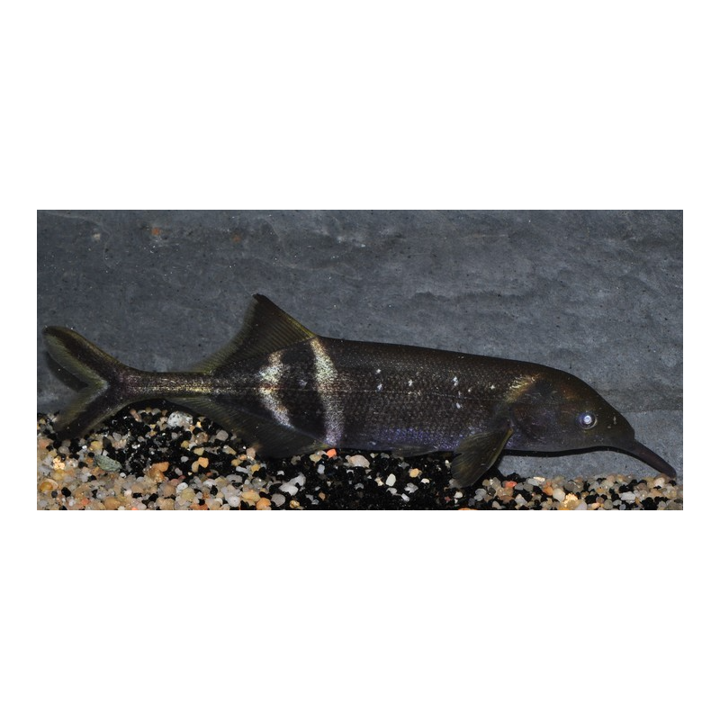 Gnathonemus petersii (Poisson éléphant) 9-11,5 cm (s)