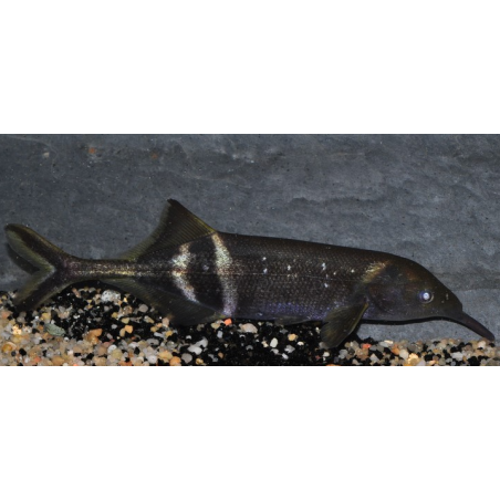 Gnathonemus petersii (Poisson éléphant) 9-11,5 cm (s)