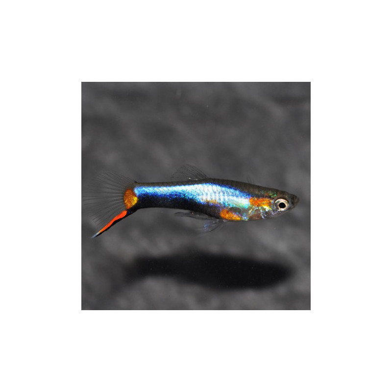 Poecilia wingei mâle (Endleri) Blue Star 1,5 cm Poecilia wingei mâle (Endleri) Blue Star 1,5 cm