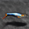 Poecilia wingei mâle (Endleri) Blue Star 1,5 cm