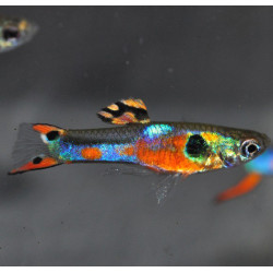 Poecilia wingei mâle - endler K33- 1,5 cm