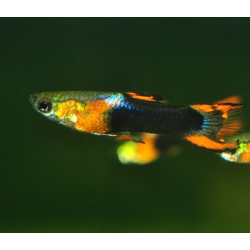 Poecilia wingei mâle endler Silver Black Flamme 1,5 cm