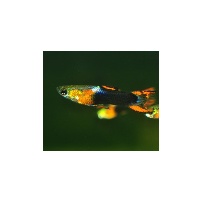 Poecilia wingei mâle endler Silver Black Flamme 1,5 cm