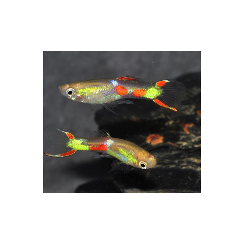 Poecilia wingei mâle (endleri) calico 1,5 cm