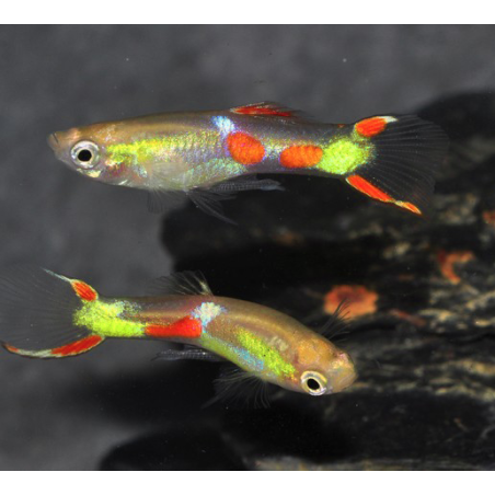 Poecilia wingei mâle (endleri) calico 1,5 cm